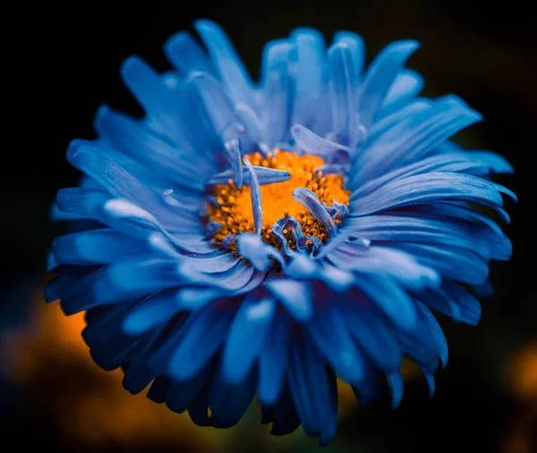 Blå blomma knopp — Stockfoto