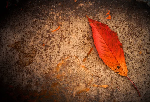 Leaf on rusty metallic background — Stock Photo, Image