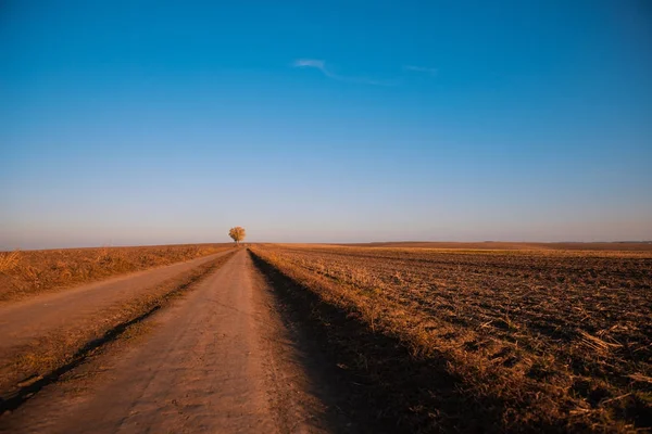 Strada rurale con albero all'orizzonte — Foto Stock