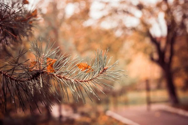 Hojas de otoño sobre abeto — Foto de Stock