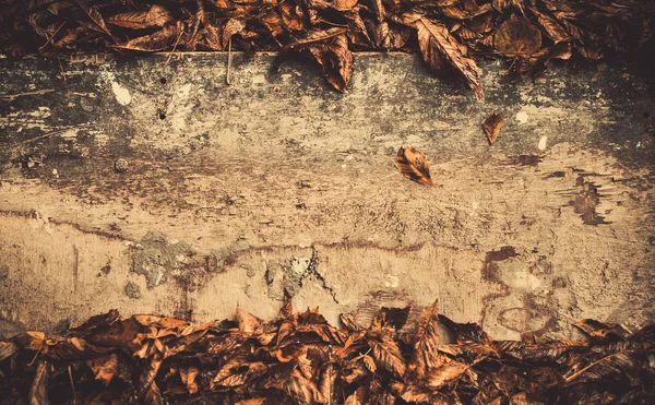 色あせた木製の表面に葉 — ストック写真