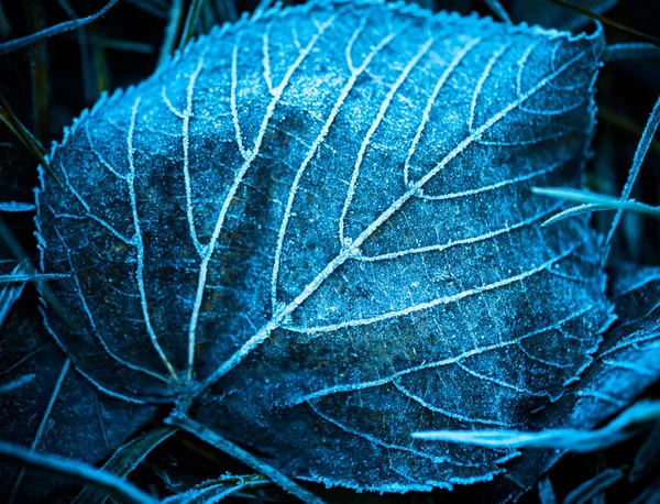Inverno Congelado Desbotada Folha Closeup Textura — Fotografia de Stock