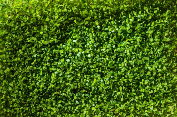 Frische Organische Gesunde Lebensmittel Mikrogrüne Pflanzen Hintergrund — Stockfoto