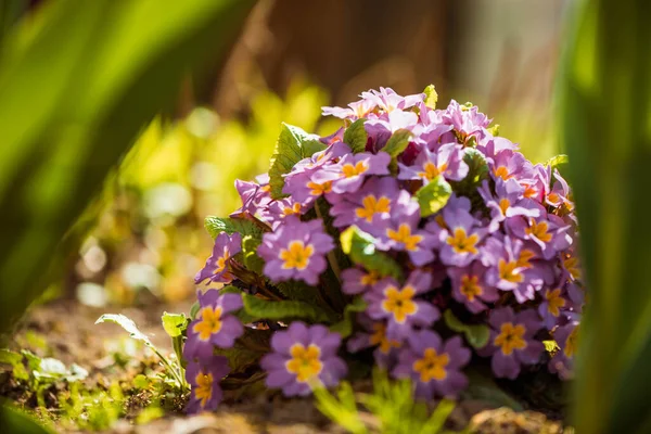 Frühling Frische Gartenblumen Bei Abstraktem Sonnenlicht Hintergrund — Stockfoto