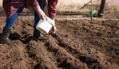 Çiftçi kıdemli kadın bahar tarlalarında bitki ekiyor.