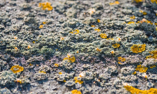 Αφηρημένη Υφή Πέτρινο Κάλυμμα Από Πολύχρωμα Βρύα Πάνω Από Την — Φωτογραφία Αρχείου