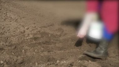 Çiftçi kıdemli kadın bahar tarım arazilerindeki toprağa tohum ekiyor. 