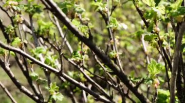 İlkbahar mevsiminde tarım arazilerinde yetişen frenk üzümü bitkisi