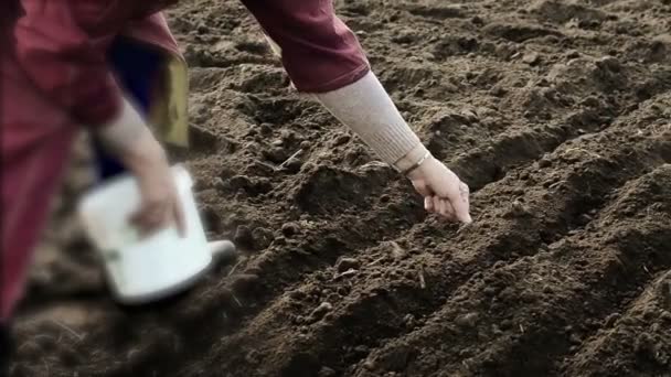 Çiftçi Kıdemli Kadın Bahar Tarım Arazilerindeki Toprağa Tohum Ekiyor — Stok video