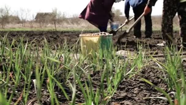 Agricultores Que Trabajan Campo Cultivo Plantas Siembra Suelo Primavera — Vídeos de Stock