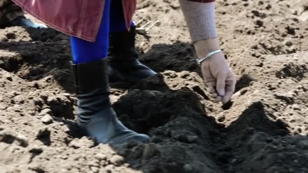 Çiftçi Bahar Tarım Arazisindeki Toprağa Bitki Tohumu Ekiyor — Stok video