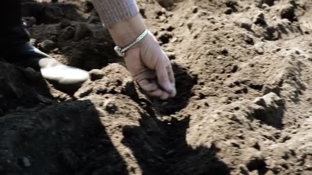 Landbouwer Planten Zaaizaad Bodem Het Voorjaar Landbouwgrond — Stockvideo