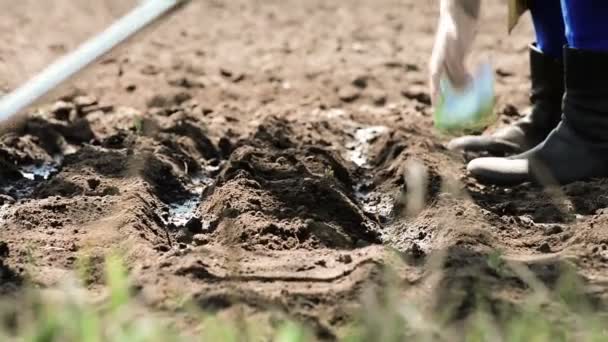 Landbouwers Die Landbouwgrond Zaaigoed Rijen Zaaien Het Voorjaar — Stockvideo