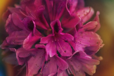 Günbatımında rengarenk kızılgerdan bahar bahçesi çiçeği tomurcuğu