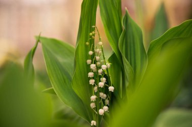 Bahar bahçesinin zambakları günbatımında çiçek açar.