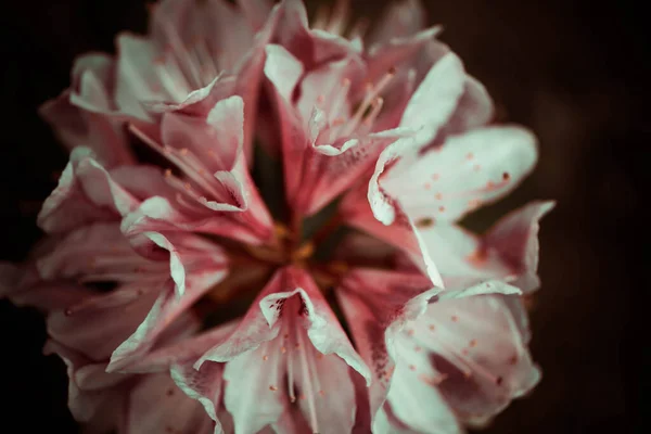 Bunte Knospe Von Rhododendron Frühling Garten Blume Bei Sonnenuntergang Boden — Stockfoto