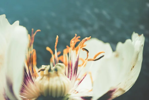 Soyut Arkaplanda Bahar Bahçesi Çiçeğinin Açık Tomurcuğu — Stok fotoğraf