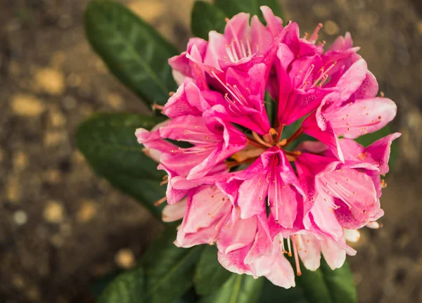 Bunte Knospe Von Rhododendron Frühling Garten Blume Bei Sonnenuntergang Boden — Stockfoto