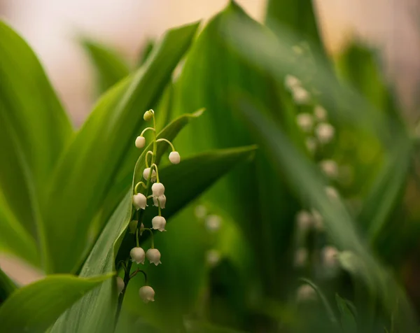 Lily Valley Spring Garden Flowers Sunset Ground — Stock Photo, Image