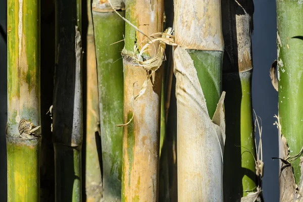 Bambuspflanzen aus nächster Nähe — Stockfoto
