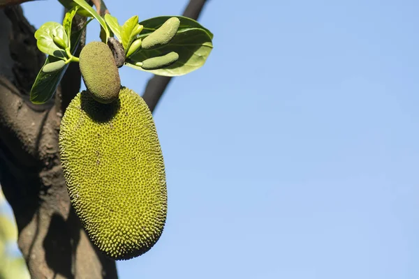 Великих і малих Jackfruits — стокове фото