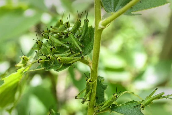 Lilla gräshoppa äta blad — Stockfoto