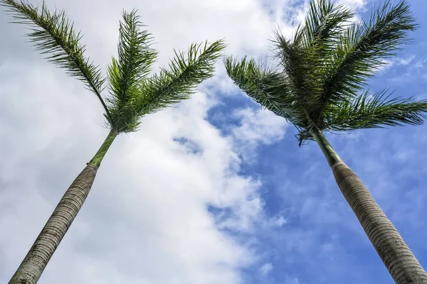 Twin Palm Trees — Stock Photo, Image