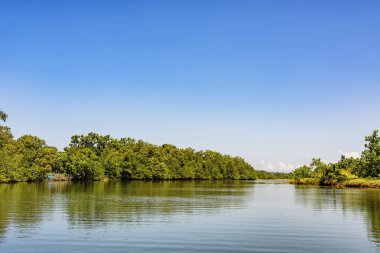 mangrov orman ve nehir