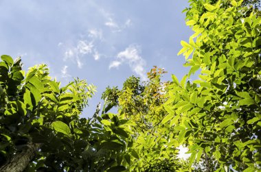 Yaprak çerçeve arka plan