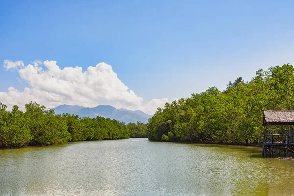 Mangroveskog och floden — Stockfoto