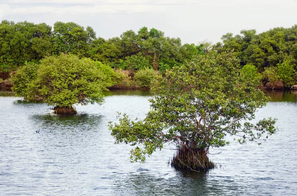 Mangroven en rivier — Stockfoto