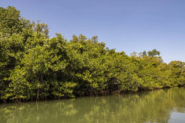 Bosque de manglares y río — Foto de Stock