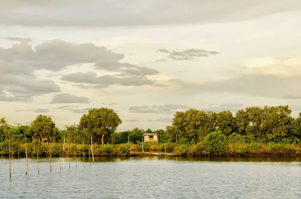 Cabaña en plantación de manglares — Foto de Stock