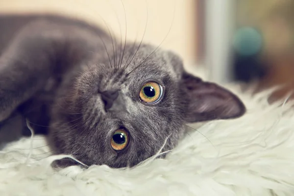 Portrait of adorable gray kitten close up — Stock Photo, Image