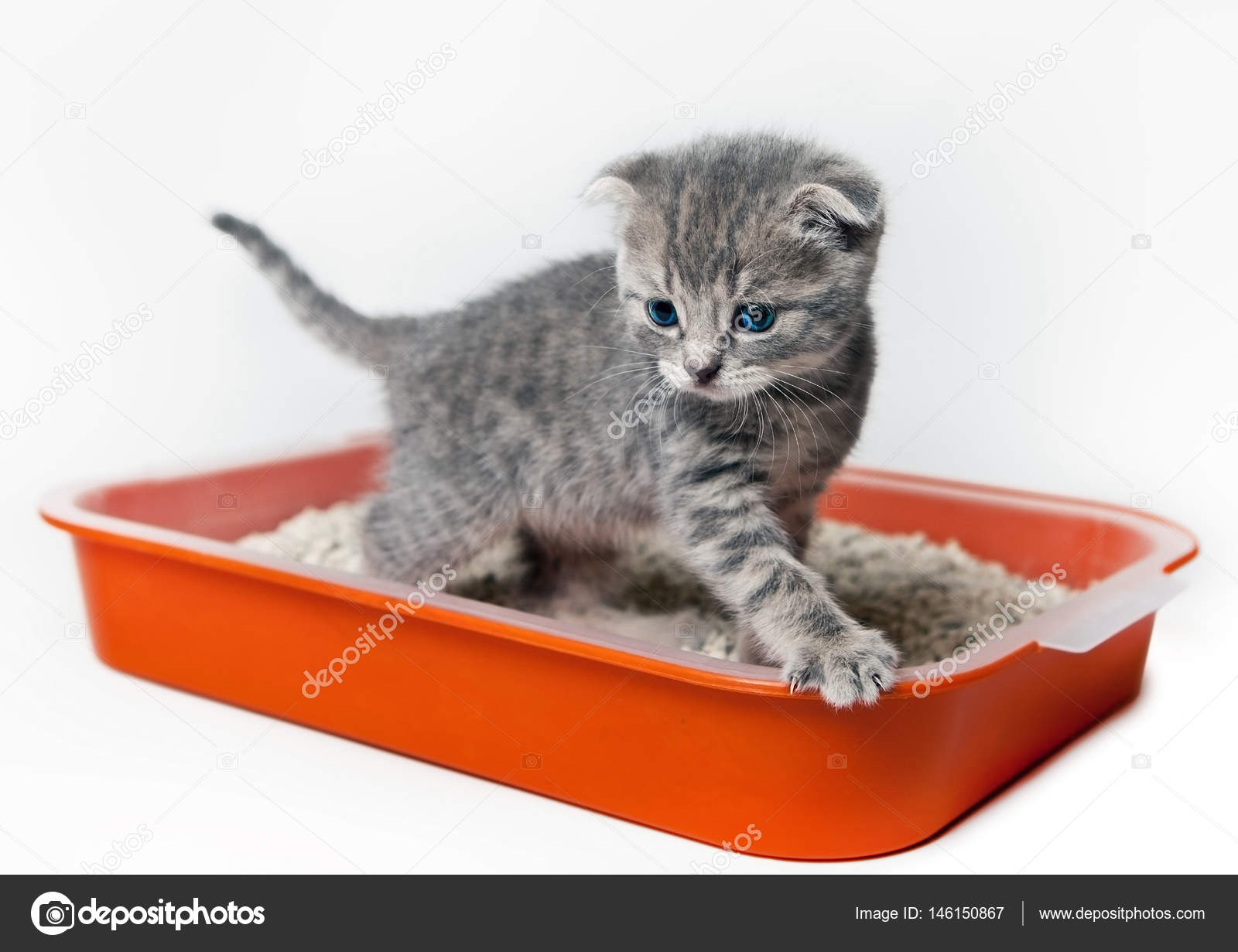 Каких Котята Можно Купить