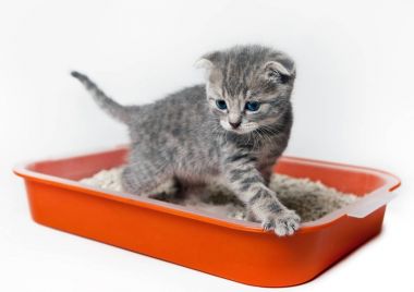 Yavru kedi içinde belgili tanımlık tepsi. Housebreaking.