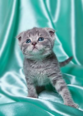 Yavru kedi Scottish fold doğurmak turkuaz arka plan üzerinde