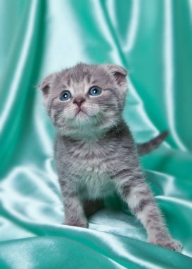 Kitten Scottish fold breed on turquoise background clipart