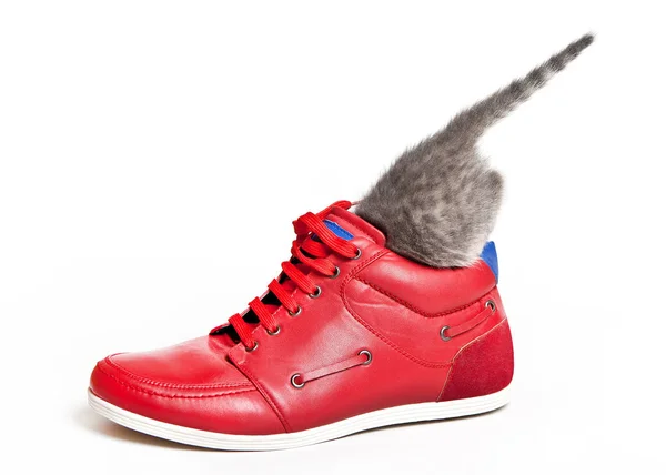El gatito se escondió en un zapato deportivo rojo —  Fotos de Stock