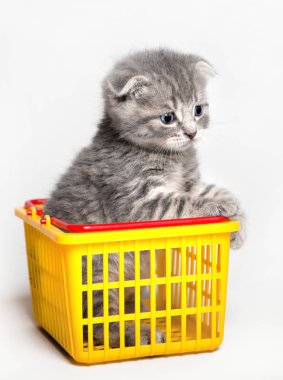 Sarı Plastik sepet içinde oturan kedi