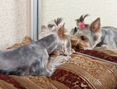 Köpek onun yansıması Aynaya bakar