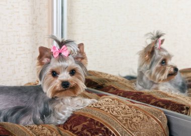 Yorkshire Terrier odasında kanepede