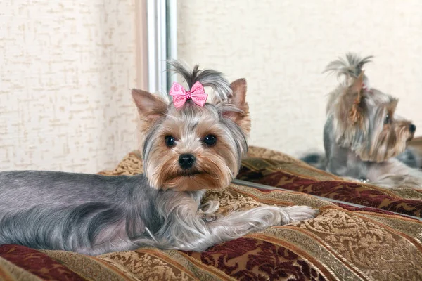 Yorkshire Terrier odasında kanepede 