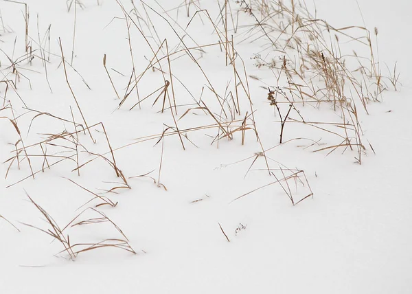 Das Getrocknete Gelbe Gras Schnee — Stockfoto