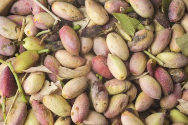 Bronte, yeşil taze fıstık