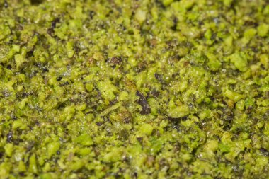 Bronte, Antep fıstığı