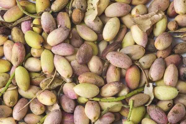 Green fresh pistachio of Bronte — Stock Photo, Image