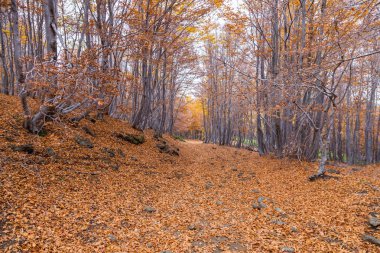 Beechwood Timparossa, Etna Park - Catania, Sicilya