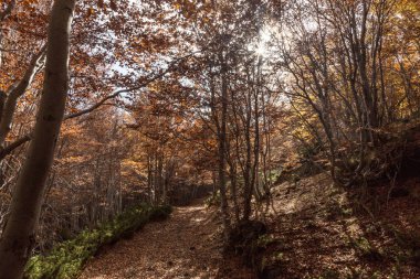 Beechwood Timparossa, Etna Park - Catania, Sicilya
