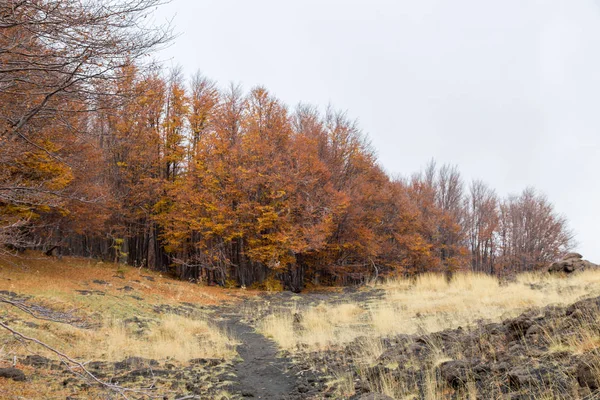 Beechwood Timparossa, Etna Park - Катания, Сицилия — стоковое фото